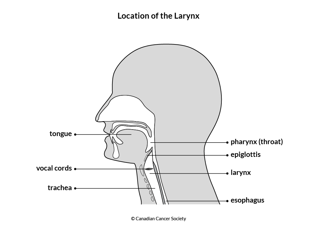 Diagram of the location of the larynx