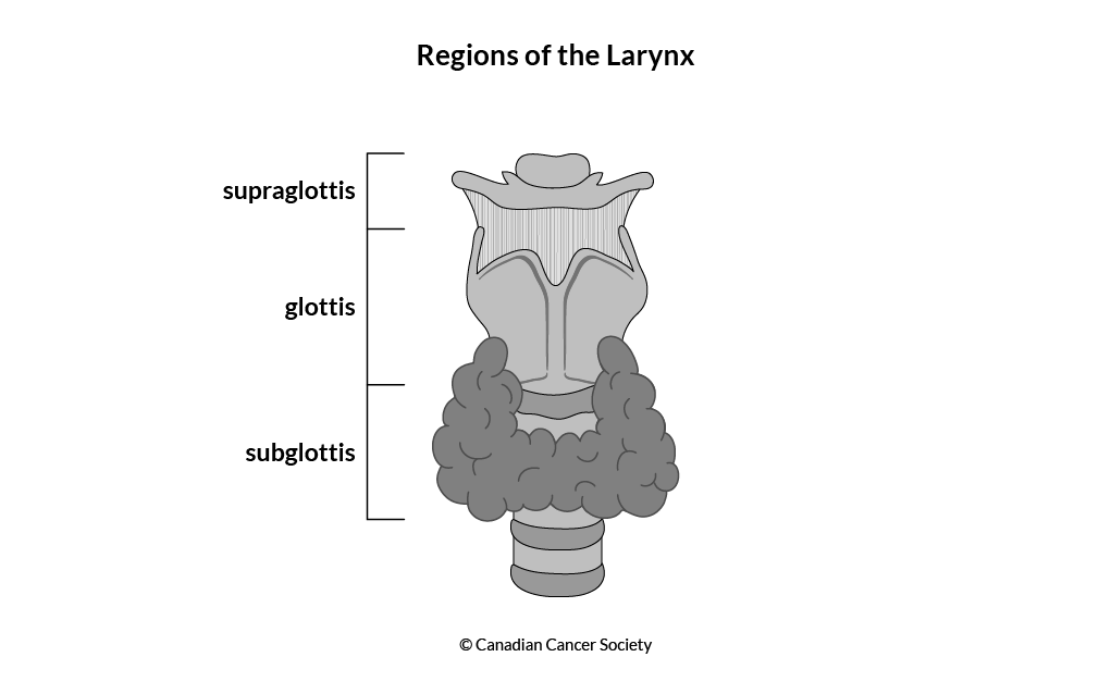 Diagram of the regions of the larynx