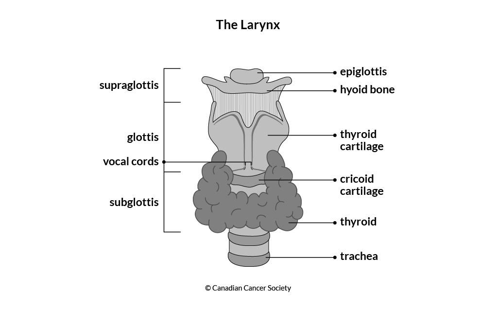 Diagram of the larynx