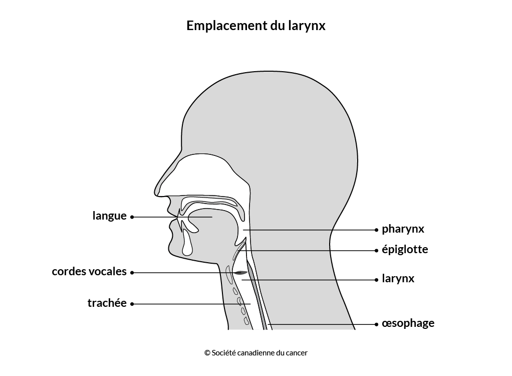 Schéma de l’emplacement du larynx