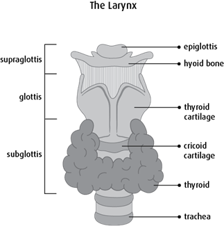 Diagram of the larynx