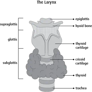 Diagram of the larynx