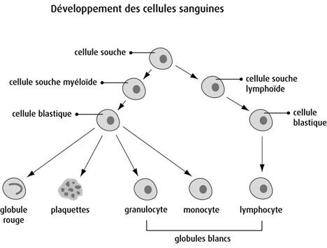 Développement des cellules sanguines