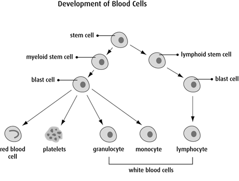 Diagram of development of blood cells