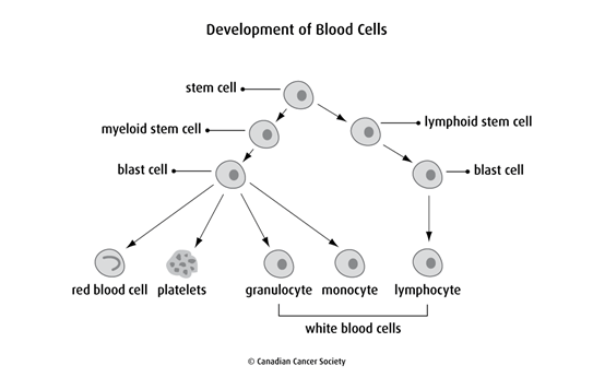 Diagram of the development of blood cells