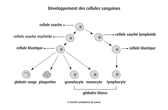 Schéma du développement des cellules sanguines
