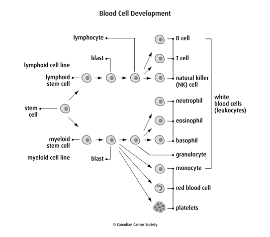 Diagram of blood cell development