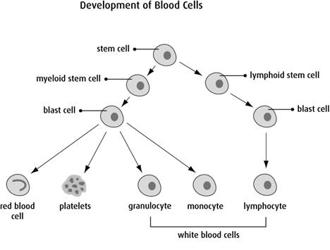 Diagram of development of blood cells
