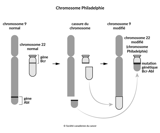 Schéma du chromosome Philadelphie