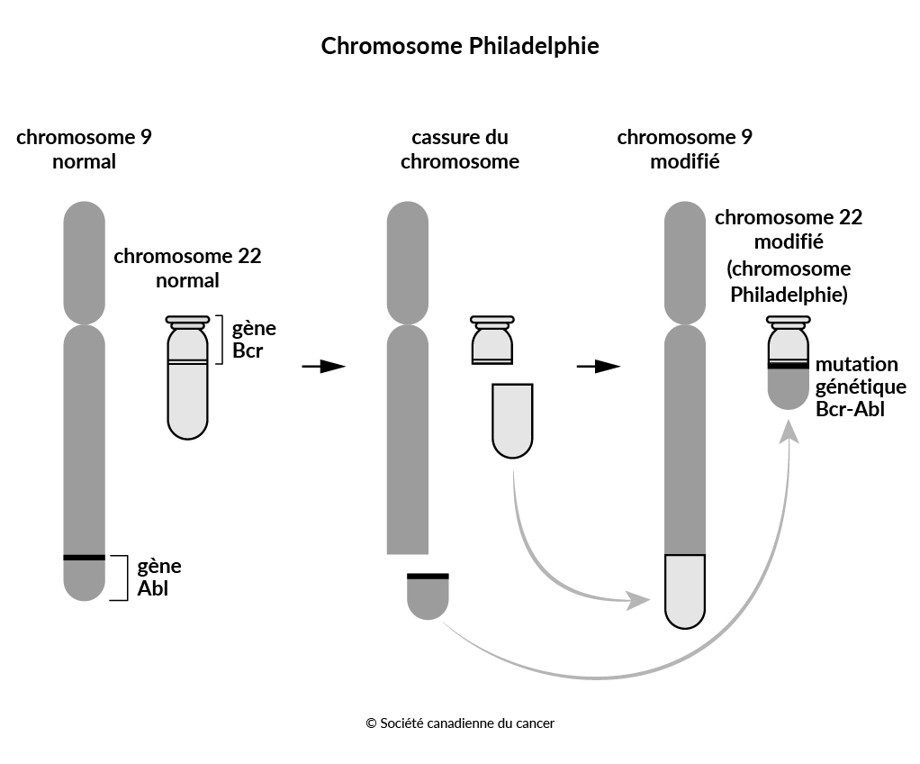 Schéma du chromosome Philadelphie