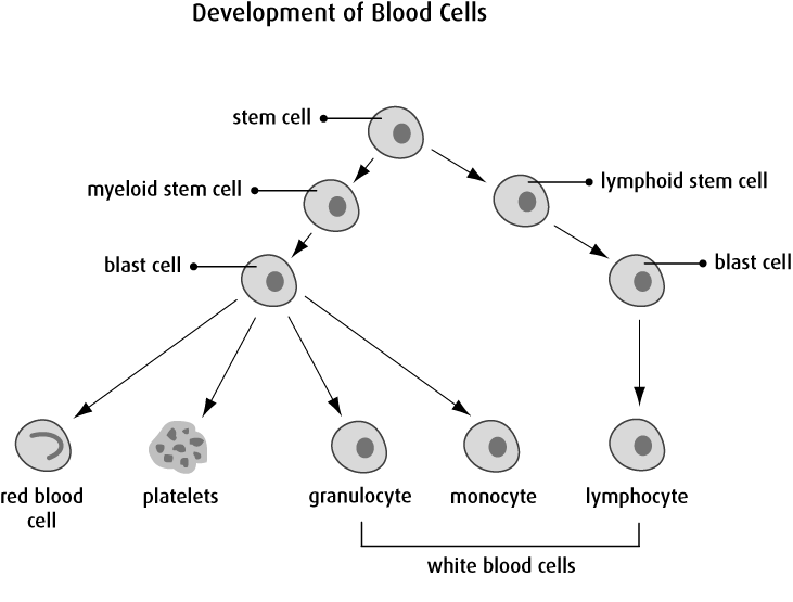 What Is Leukemia? | Canadian Cancer Society