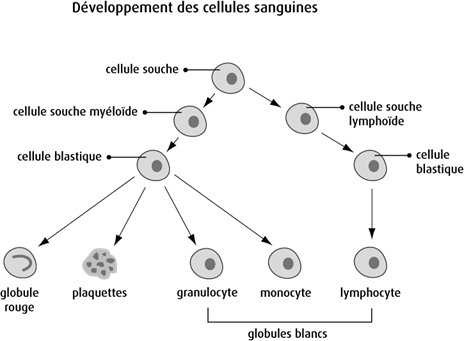 Développement des cellules sanguines