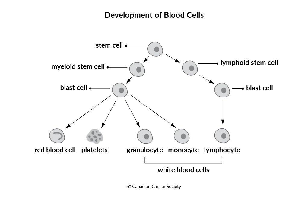 Diagram of the development of blood cells