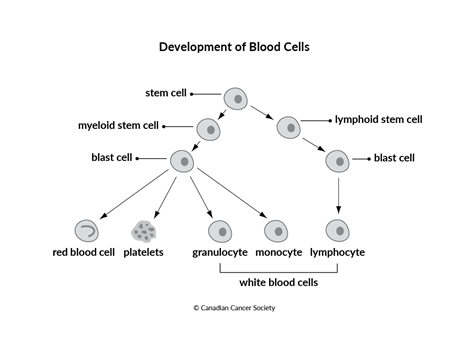 Diagram of the development of blood cells