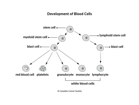 Diagram of the development of blood cells