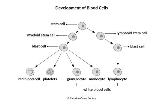 Diagram of development of blood cells