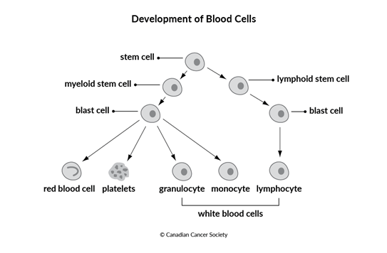 Diagram of the development of blood cells