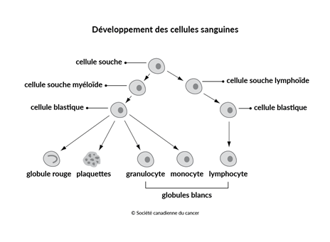 Schéma du développement des cellules sanguines