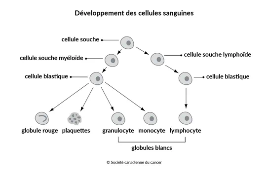 Schéma du développement des cellules sanguines
