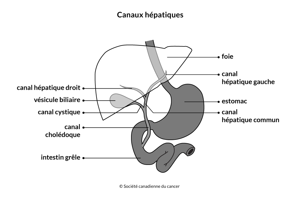 Schéma des canaux hépatiques