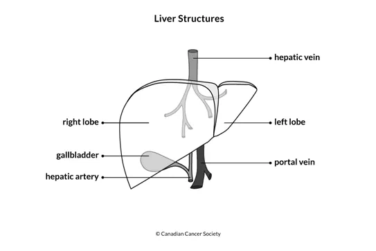 Diagram of the structures in the liver