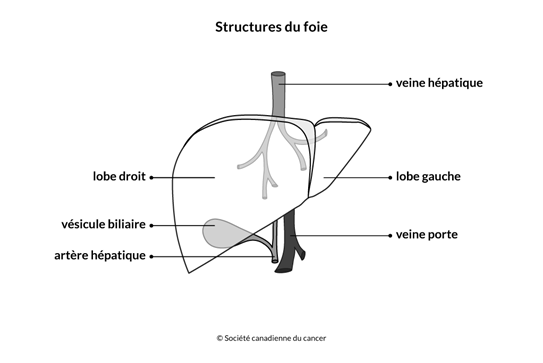Schéma des structures du foie
