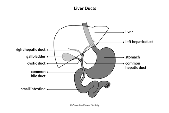 Diagram of the liver ducts
