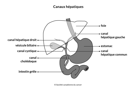 Schéma des canaux hépatiques