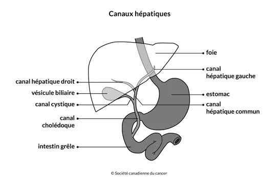 Schéma des canaux hépatiques