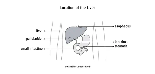 Diagram of the location of the liver