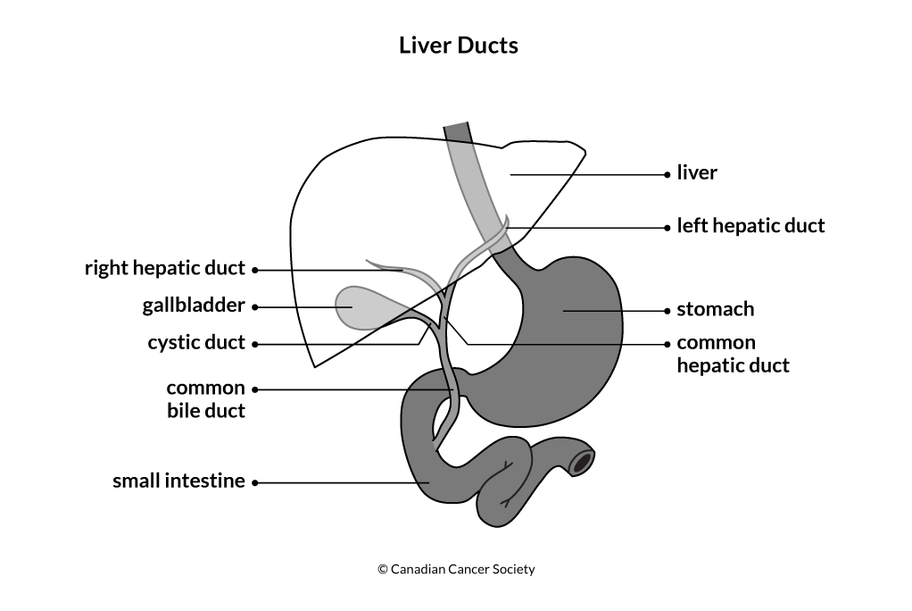 Diagram of the liver ducts