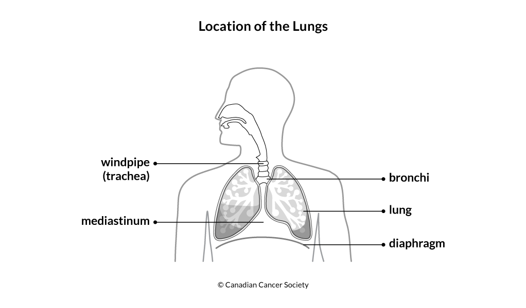 Diagram of the location of the lungs