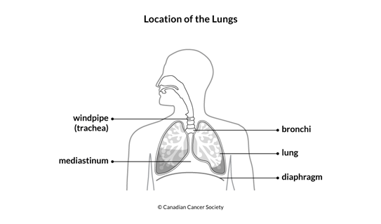 Diagram of the location of the lungs