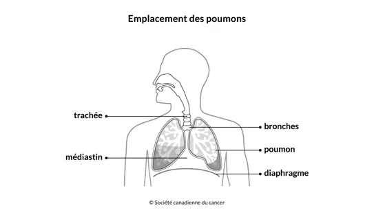 Schéma de l'emplacement des poumons