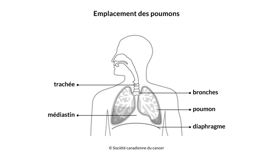 Schéma de l'emplacement des poumons