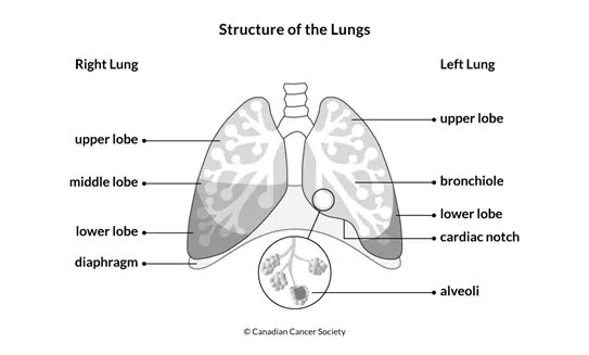 Diagram of the structure of the lungs