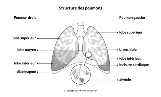 Schéma de la structure des poumons