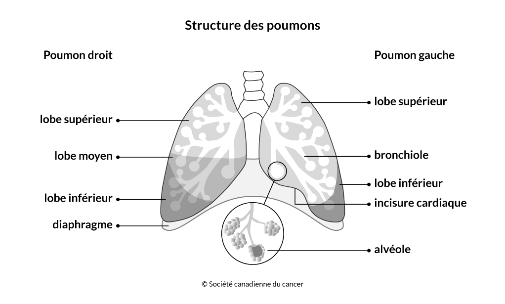 Schéma de la structure des poumons