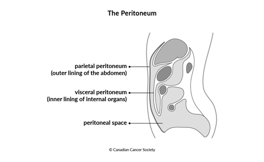 Diagram of the peritoneum