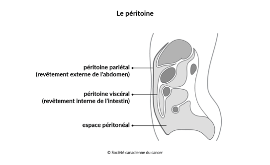 Schéma du péritoine