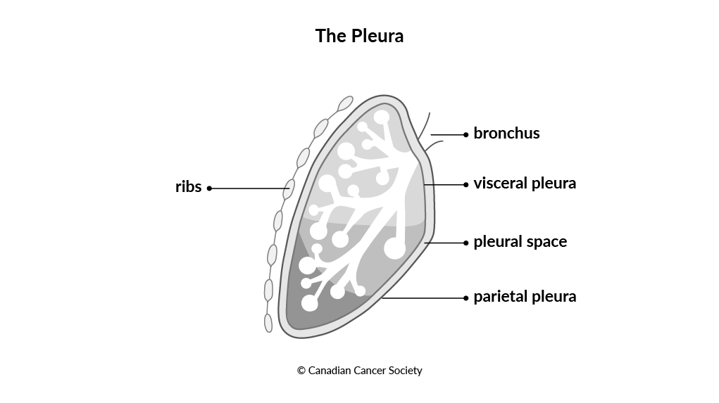 Diagram of the pleura