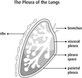 Diagram of the pleura of the lungs