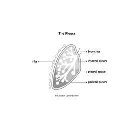 Diagram of the pleura