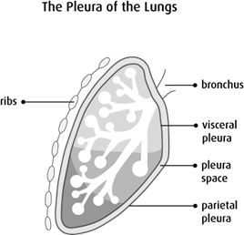 The Pleura of the Lungs