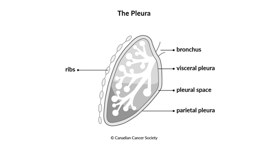 Diagram of the pleura