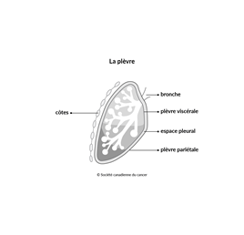 Schéma de la plèvre