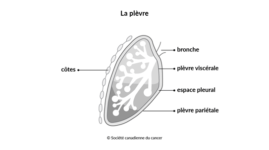 Schéma de la plèvre