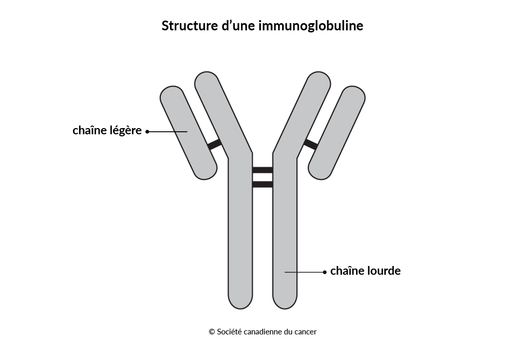 Schéma de la structure d’une immunoglobuline