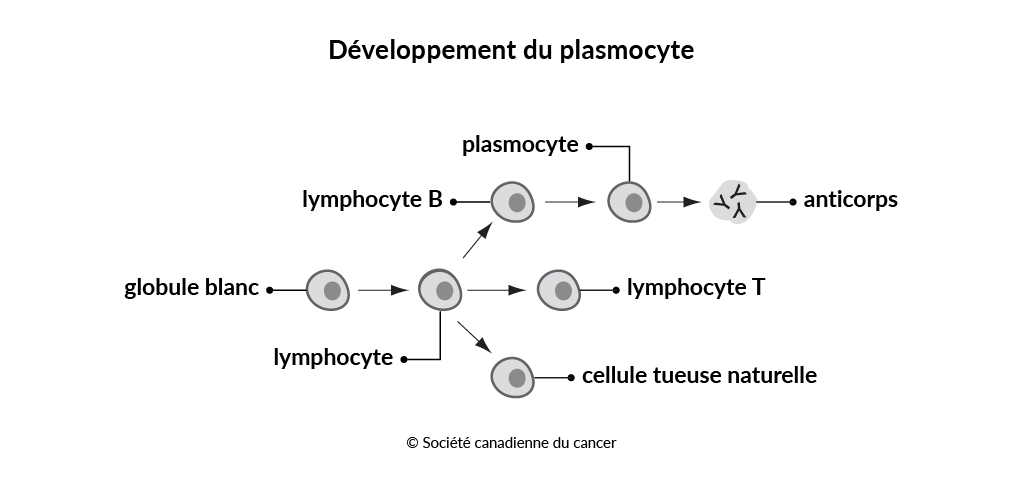 Schéma du développement du plasmocyte 