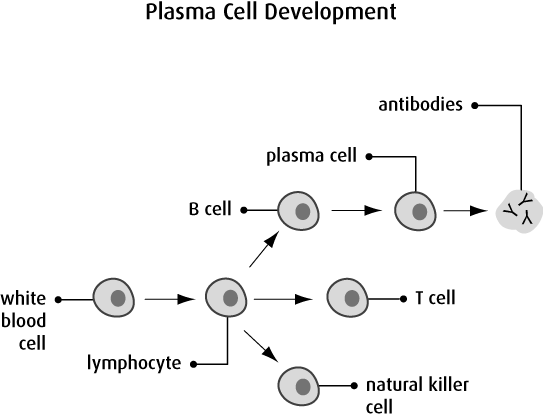 Plasma B Cells